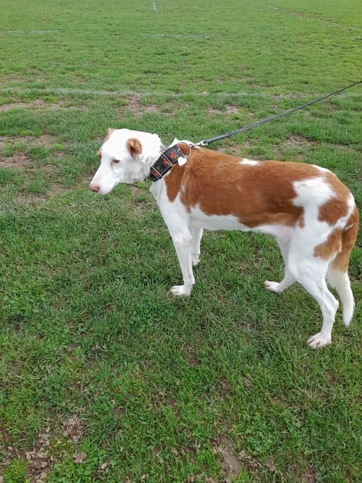 Perla podenca à l'adoption de 13 ans Adoptée  Perla_12