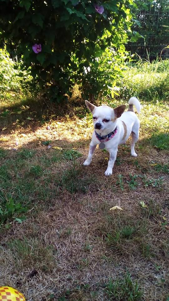 Peyo petit chihuahua à l'adoption Peyo10