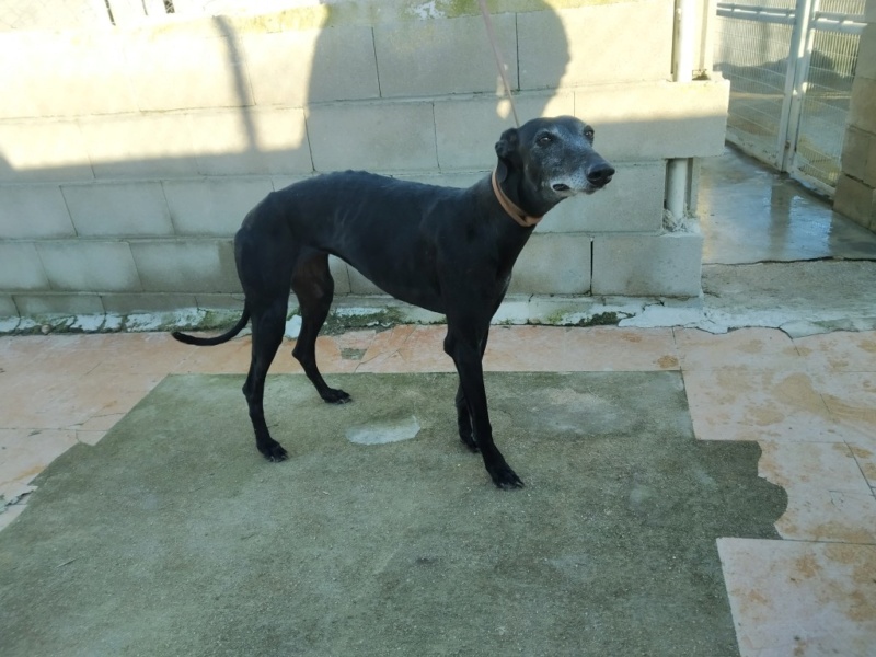 Poupette"Lima" une petite galga tout en douceur Adoptée Poupet11