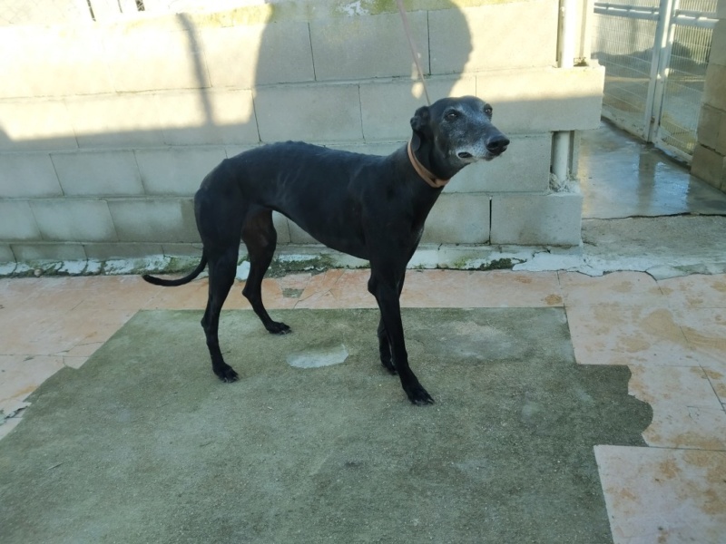 Poupette"Lima" une petite galga tout en douceur Adoptée   Poupet11