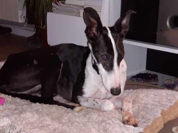 Princesse ,toute petite galga Adoptée Prince15