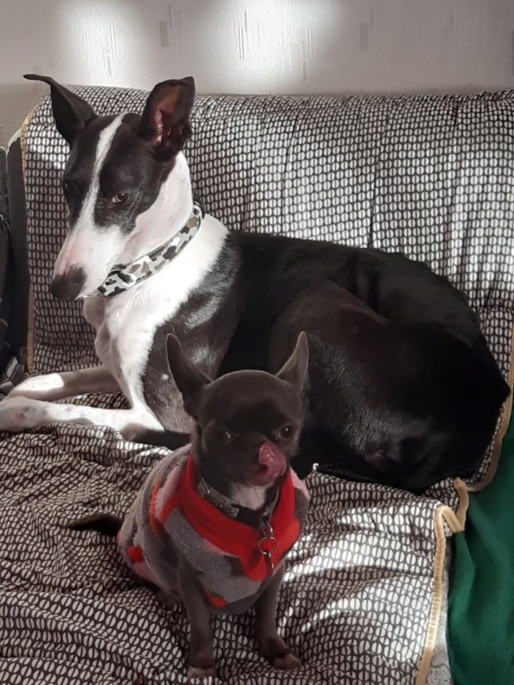 Princesse ,toute petite galga Adoptée  Prince17