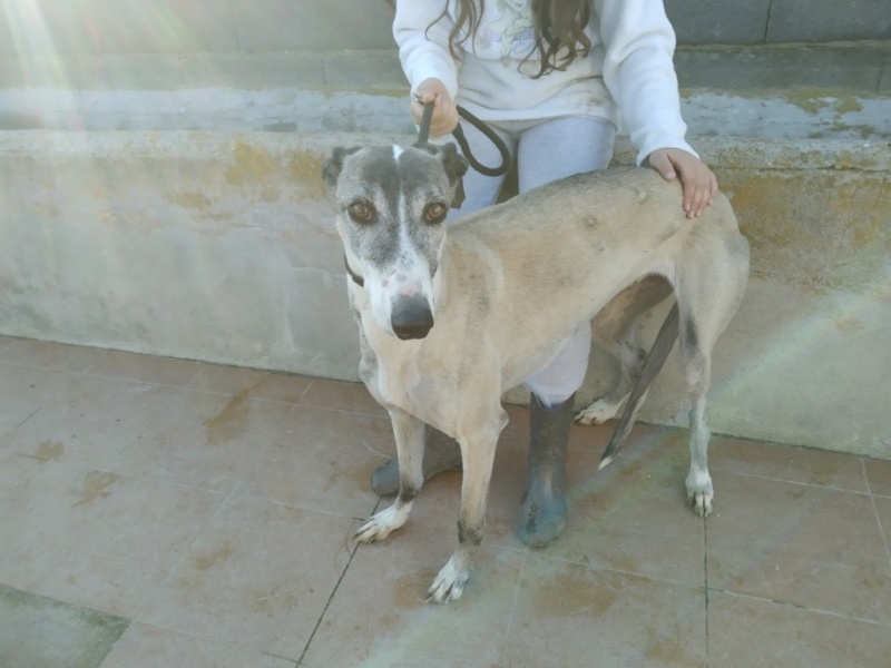 Pépita galga à l'adoption urgent reservée Pzopit11