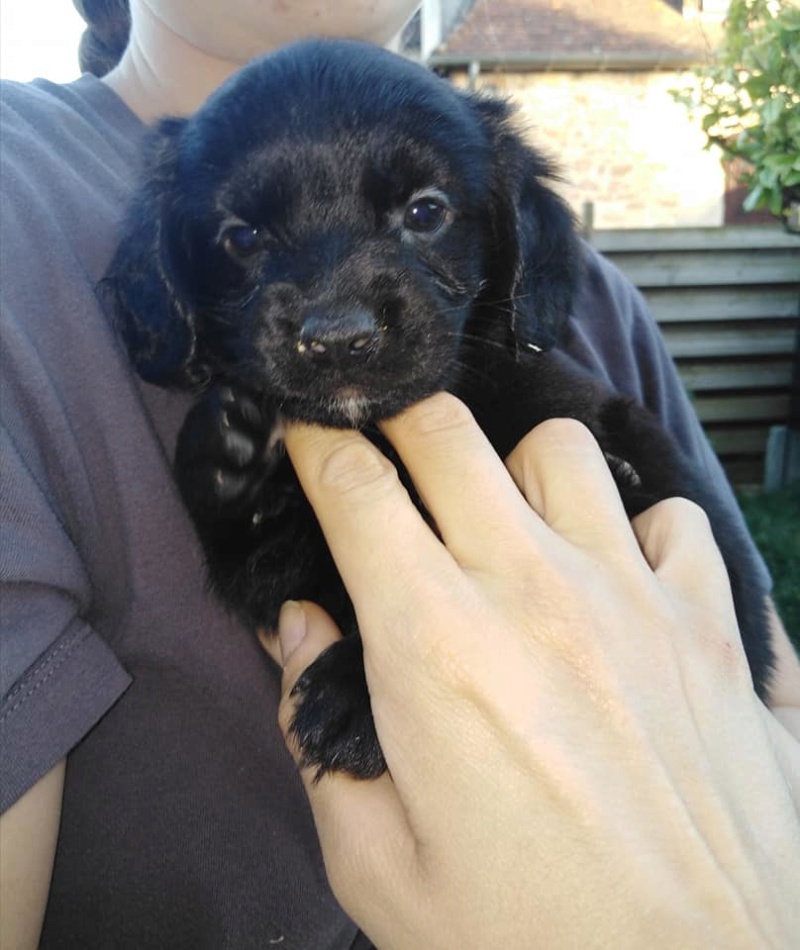 Ragda petit chiot à l'adoption de 1 mois Ragda10