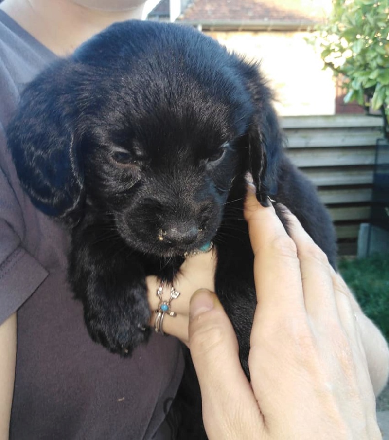 Ragda petit chiot à l'adoption de 1 mois Ragda_10