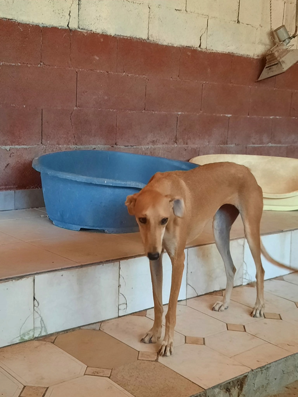 Irina 1 ans réservée Adoptée Rimel10