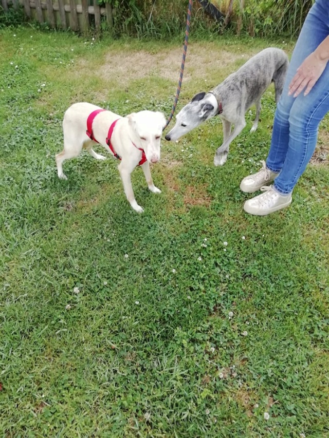 Ronda née en 2018 ,petite podenca Adoptée Ronda_14