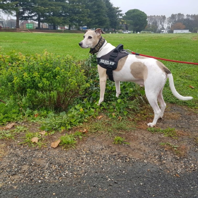 Bienvenu à Sherlock 10 ans  Whippet reservé  Sherlo15