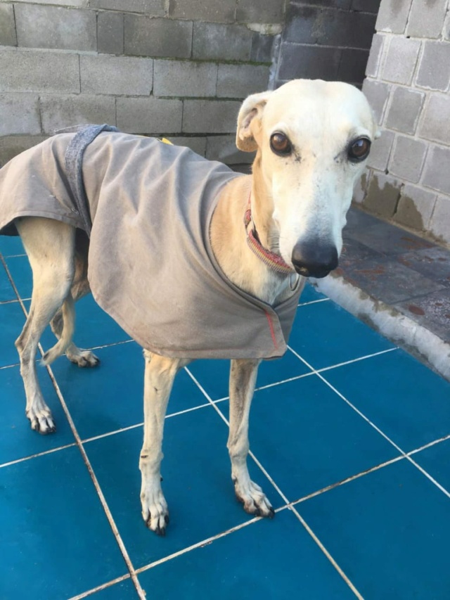 Sofia galga à l'adoption Adoptée Sofia10