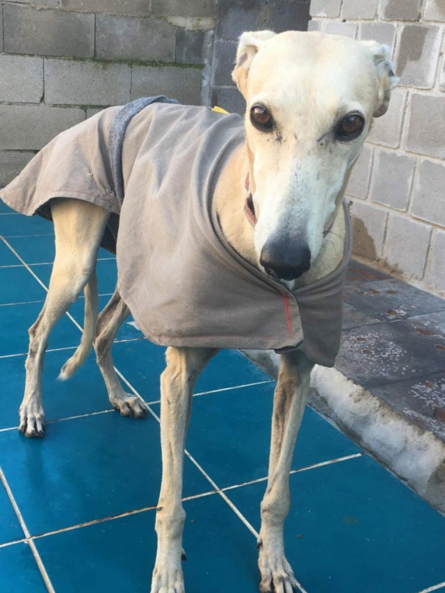 Sofia galga à l'adoption Adoptée Sofia_11