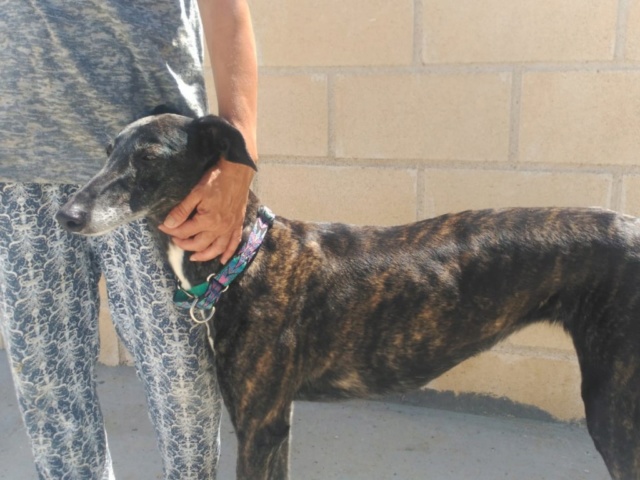 Sola née en 2010 Scooby France Adopté Sola10