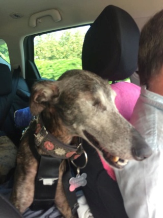 Valentina, petite galga borgne, prise en charge par Scooby France Adoptée - Page 4 Valent12