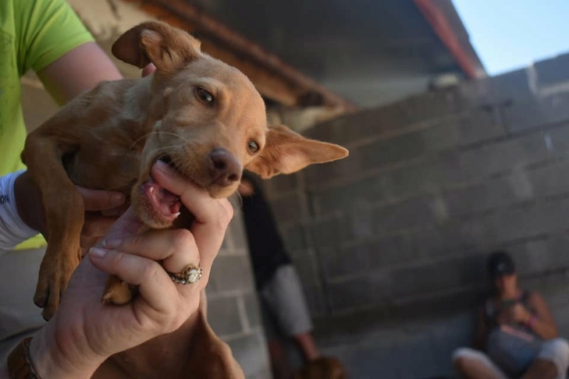 Bébé podenca Zazie  à l'adoption Scooby France Adoptée  Zazie_12