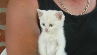 petit chaton blanc Chaton14