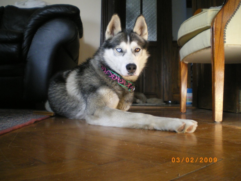 DUKE, Male Husky LOF 1 ans Alsace Imgp0010