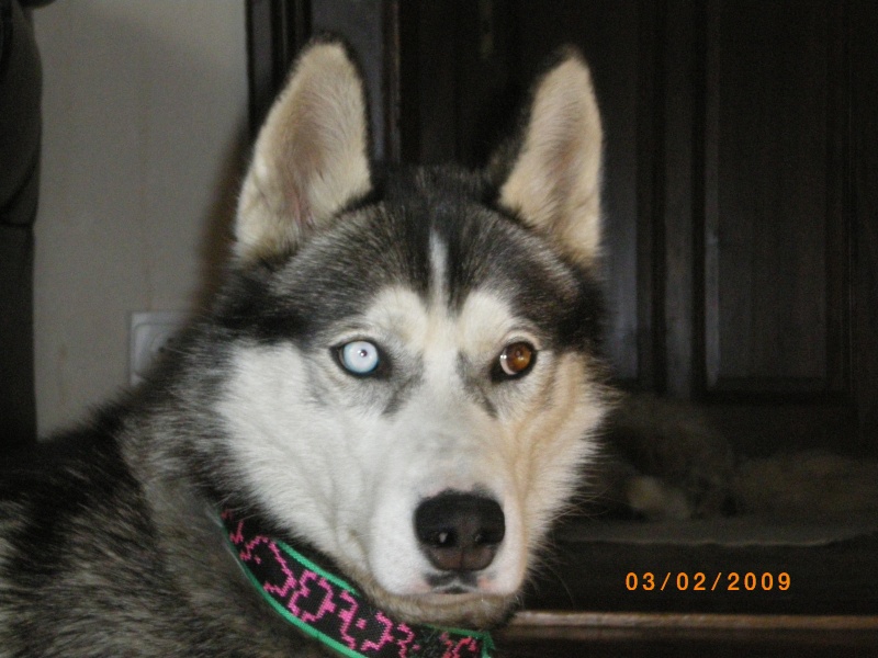 DUKE, Male Husky LOF 1 ans Alsace Imgp0011