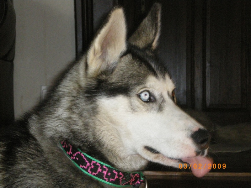 DUKE, Male Husky LOF 1 ans Alsace Imgp0012