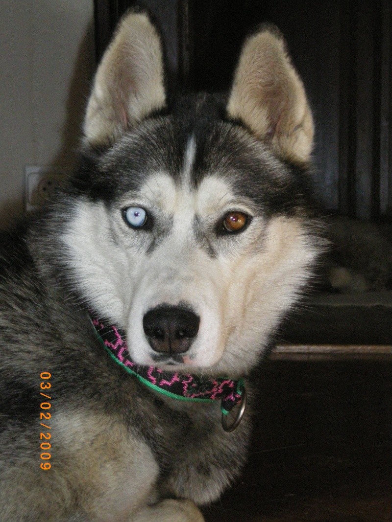 DUKE, Male Husky LOF 1 ans Alsace Imgp0013