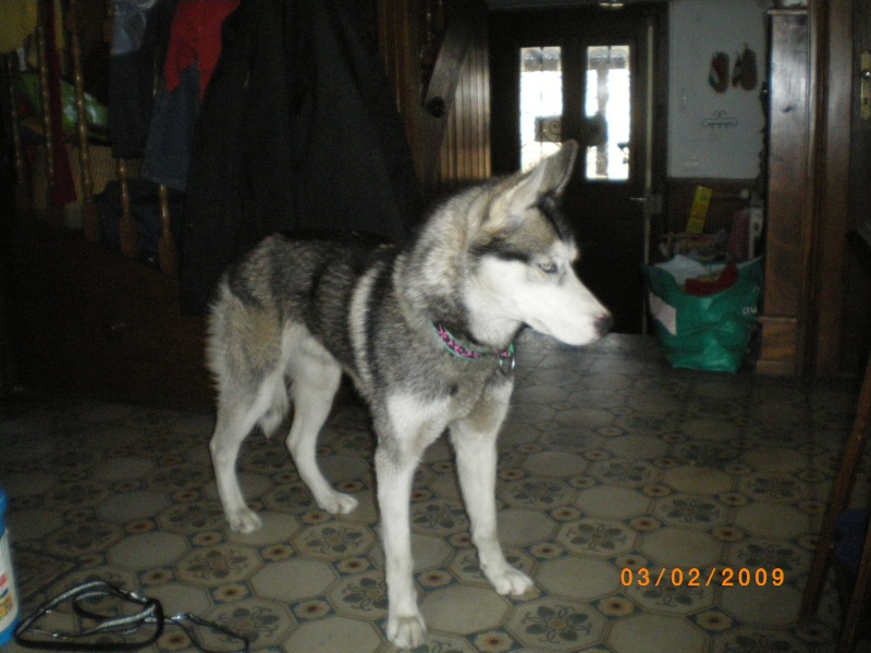 DUKE, Male Husky LOF 1 ans Alsace Imgp0014