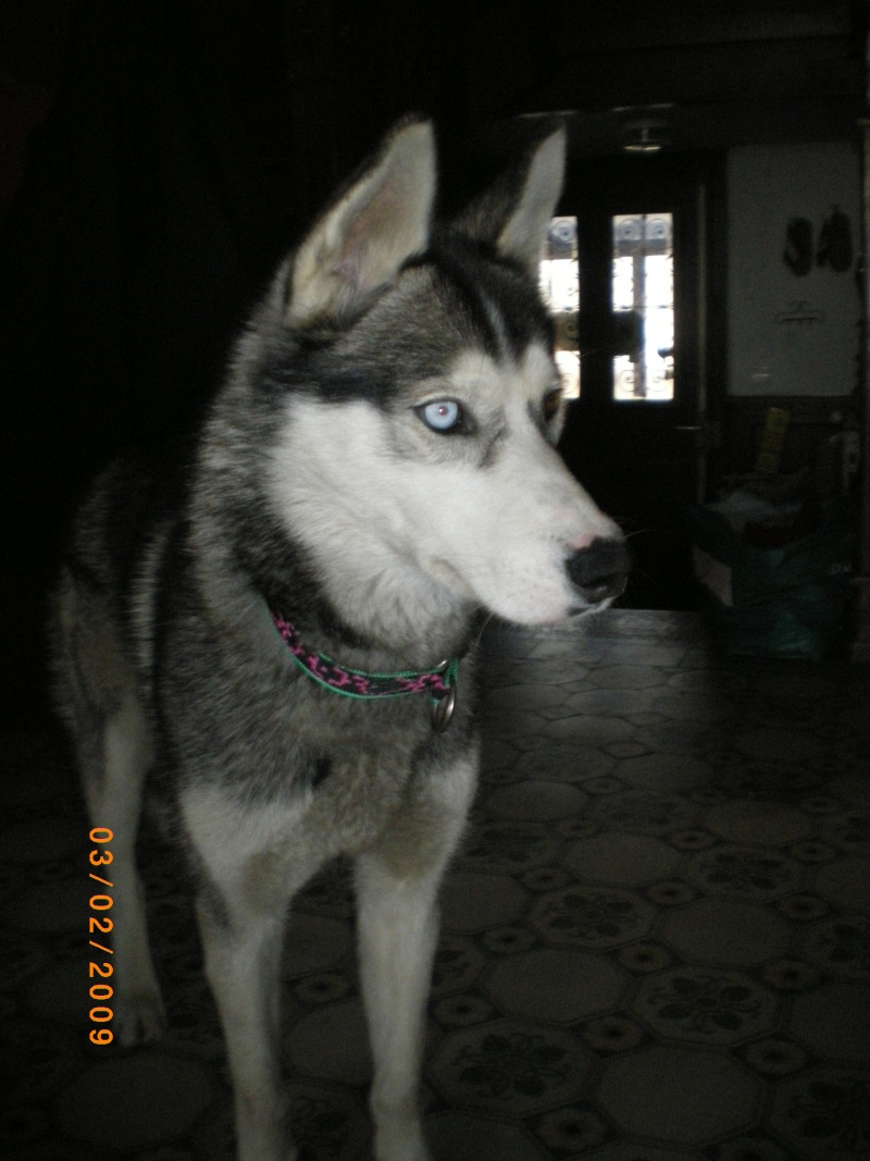 DUKE, Male Husky LOF 1 ans Alsace Imgp0015