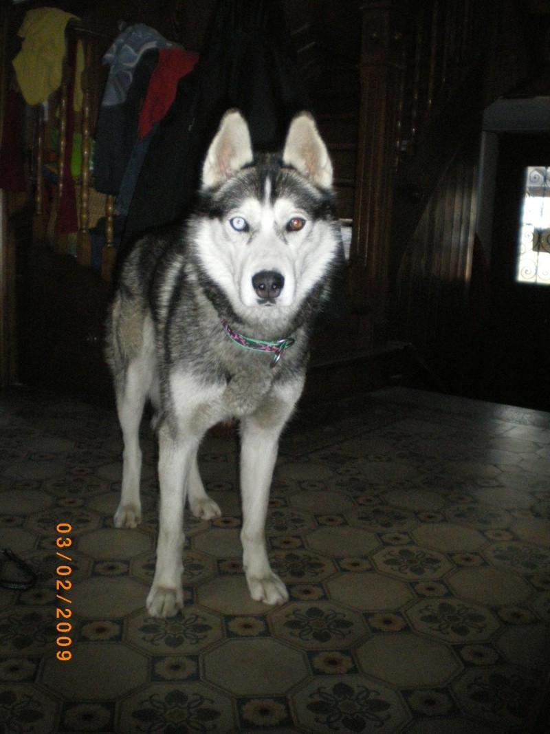 DUKE, Male Husky LOF 1 ans Alsace Imgp0016