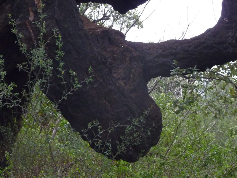 La rando des Maures 20100346