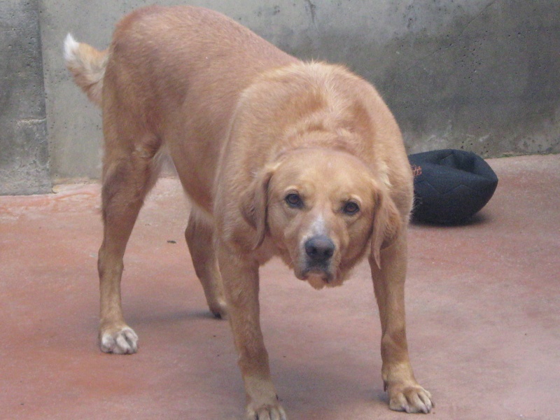 TILT  -  croisé  Labrador  11 ans (8 ans de refuge)  -  SPA  DE  CARQUEFOU  (44) Rescue24