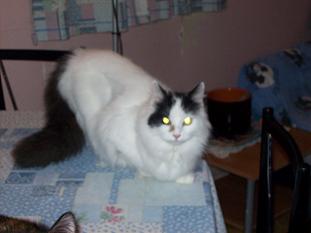 Dalhia chatte angora de 8 mois 100_2011