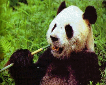 le panda géant Animat10