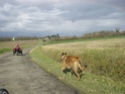 Animaux croisés sur la route pendant vos sorties en VH - Page 4 Imgp1614