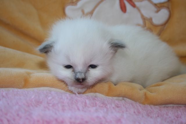 Et ici des chatons toujours en seals (oui, je suis abonnée!), même maman avec Atila Img_8011