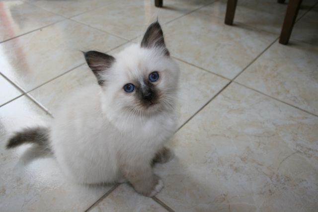 Et ici des chatons toujours en seals (oui, je suis abonnée!), même maman avec Atila Img_8211