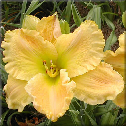 Hemerocallis Majest10