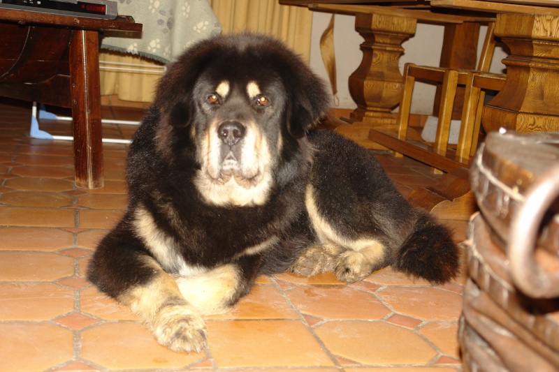 Dogue du Tibet Dsc05611