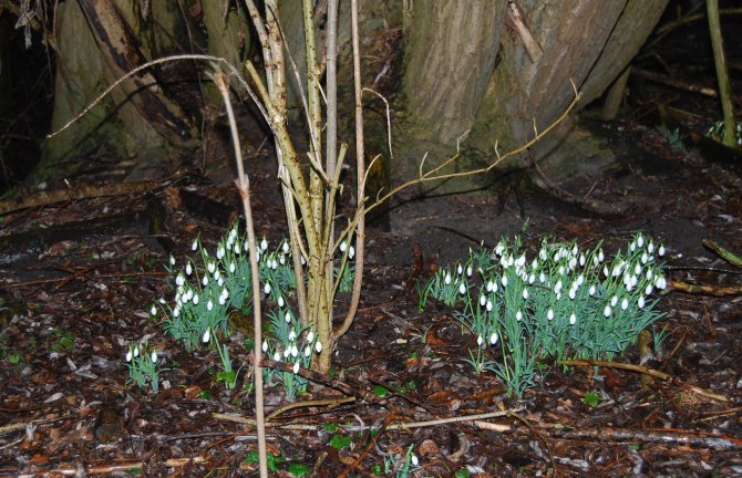 Planten Sneeuw10