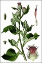 Les plantes médicinales Bardan10
