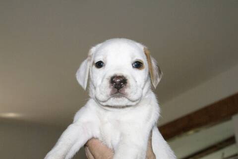 Gessy Femelle Beagle Jack Russel