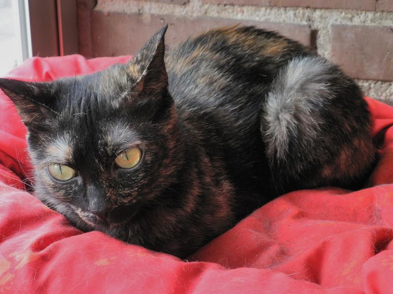 Arua, preciosa gatita de 5 meses busca hogar. Madrid GATA 00812