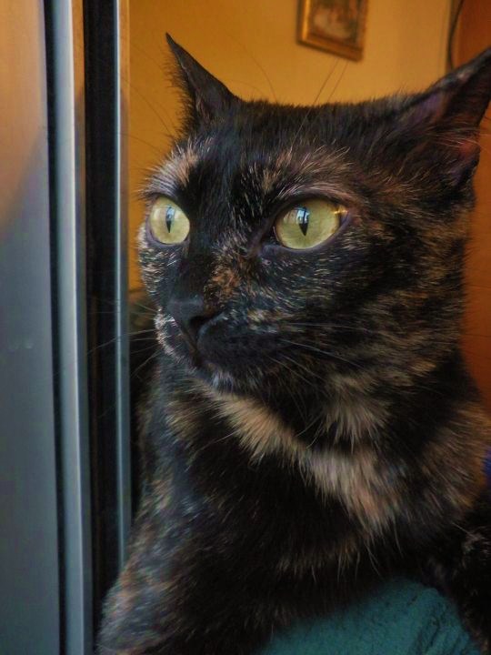 Arua, preciosa gatita de 5 meses busca hogar. Madrid GATA 00816