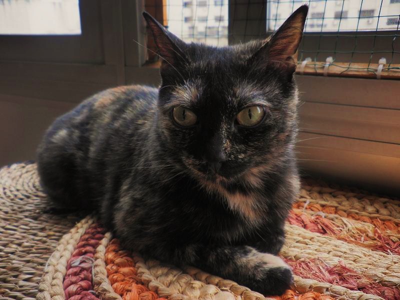Arua, preciosa gatita de 5 meses busca hogar. Madrid GATA 01213