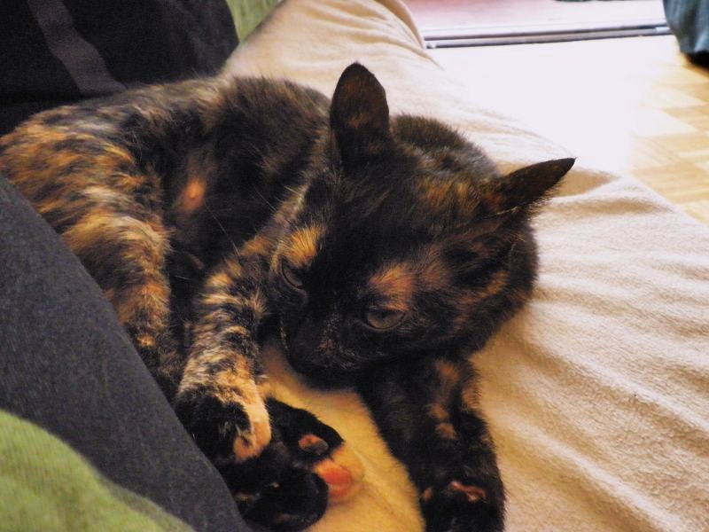 Arua, preciosa gatita de 5 meses busca hogar. Madrid GATA 02511