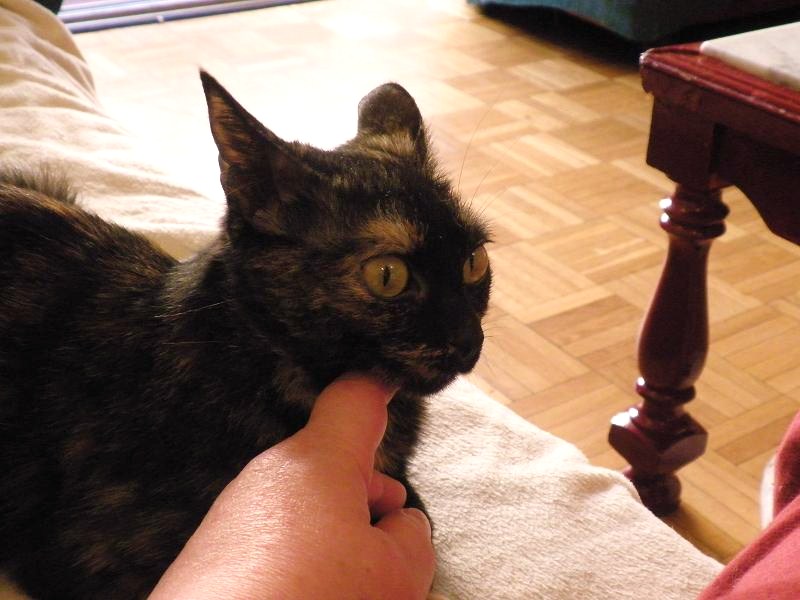 Arua, preciosa gatita de 5 meses busca hogar. Madrid GATA 03012
