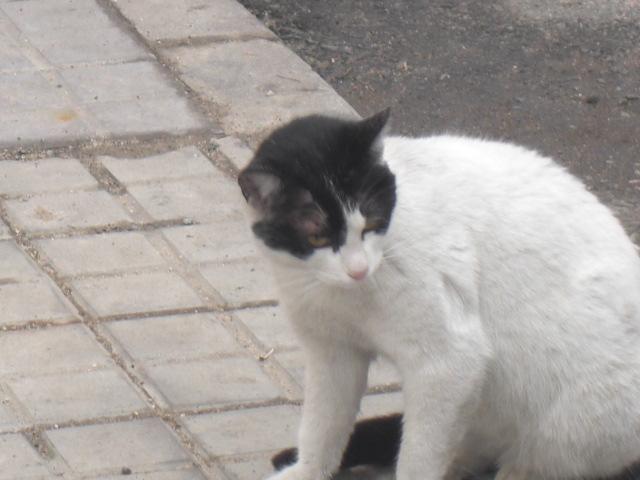 3 gatas abandonadas en la calle.Necesitan acogida.Segovia 311