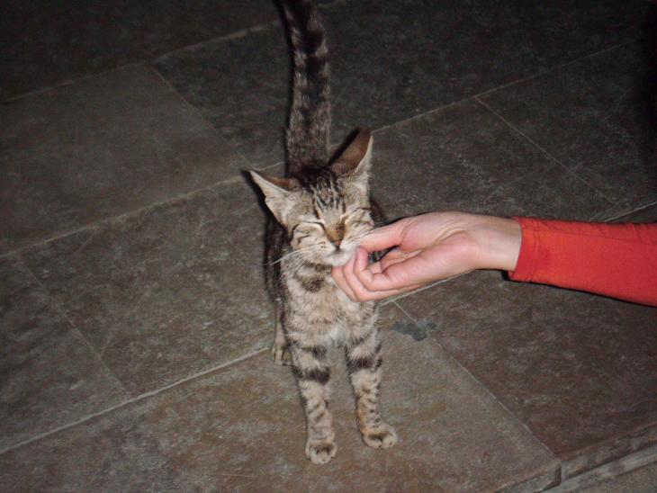 Belle, gatina abandonada a las puertas de un hospital Cádiz Belle10