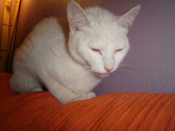 Blanca, preciosa gata de un año.Sus dueños la han dejado en la perrera Almeria Bianka20