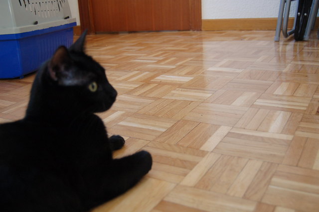 Epi y Blas, la triste historia del abandono de estos dos gatos. Madrid Asoc. GATA Blas111