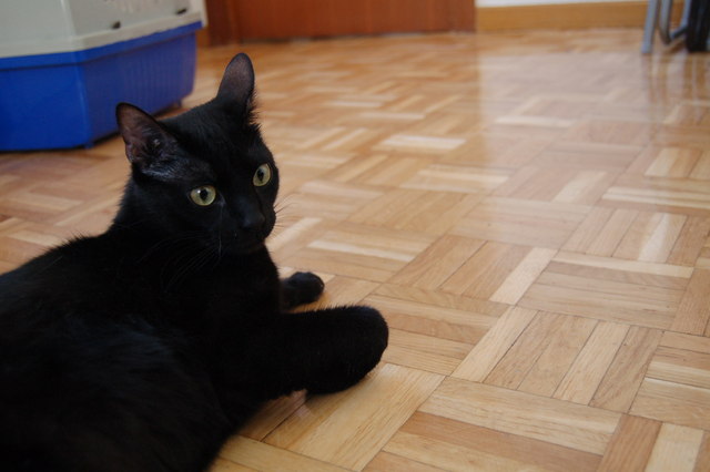 Epi y Blas, la triste historia del abandono de 2 gatos.Madrid Asoc. GATA Blas211