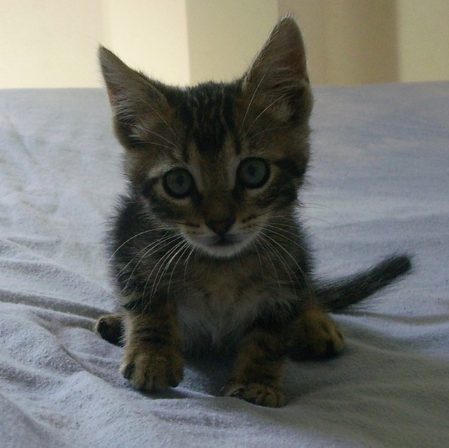 Cosí, gatita atropellada y fallecida. Deja huérfanos. Cádiz Boni10