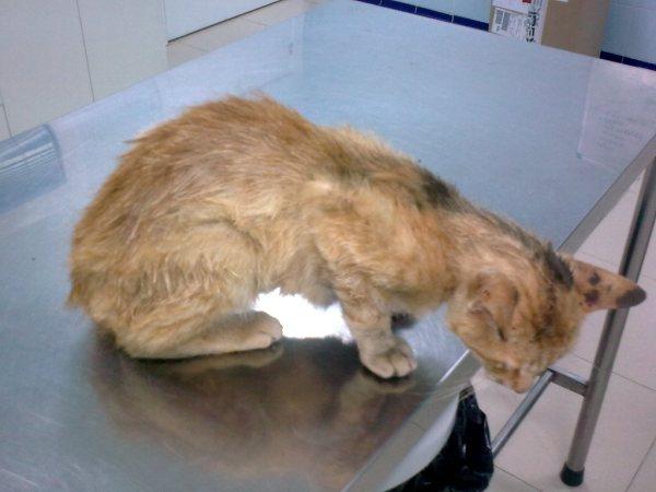 Gato + leucemia atropellado.Maana lo  vuelven a dejar en la calle Cdiz Chicla10