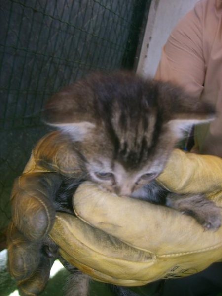 Gatitos cachorros en riesgo de sacrificio en perrera Sevilla Dodi10